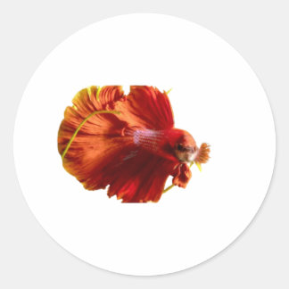 Pegatina Redonda ​Majestic Red Halfmoon Betta Fish Sticker - Siames