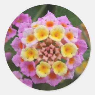 Pegatina Redonda Makro: Flor rosa y amarilla Lantana