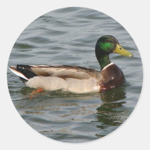 Pegatina Redonda Mallard Duck
