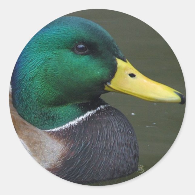 Pegatina Redonda Mallard Duck (Anverso)