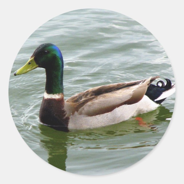 Pegatina Redonda Mallard Duck (Anverso)