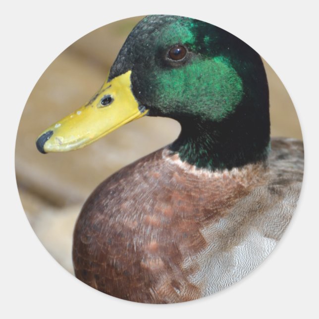 Pegatina Redonda Mallard Duck (Anverso)