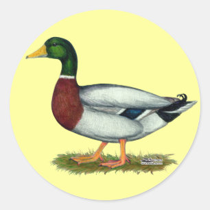 Pegatina Redonda Mallard Duck Drake