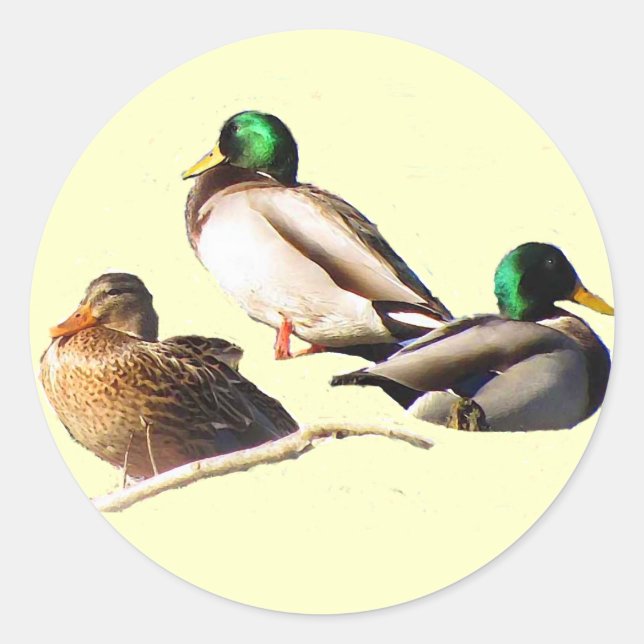 Pegatina Redonda Mallard Ducks (Anverso)