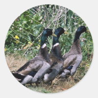 Mallards