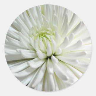 Pegatina Redonda Mamáes de flores de crisantemo blanco
