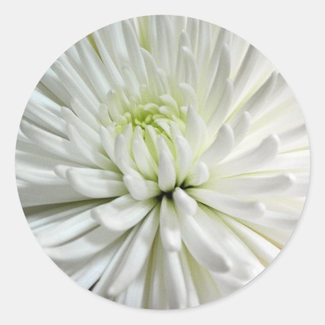 Pegatina Redonda Mamáes de flores de crisantemo blanco (Anverso)