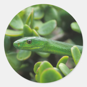 Pegatina Redonda Mamba verde oriental (Dendroaspis Angusticeps)