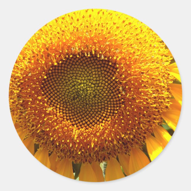 Pegatina Redonda Mamut amarillo gigante girasol (Anverso)