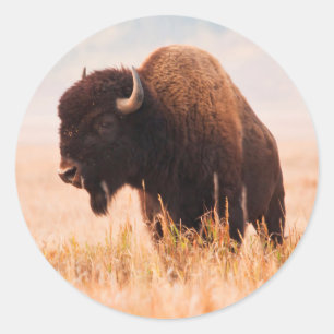 Pegatina Redonda Manada de Bisontes Americanos (Bison Bison) en Tet