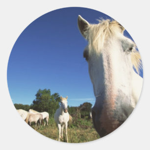 Pegatina Redonda Manada de Caballos Blancos