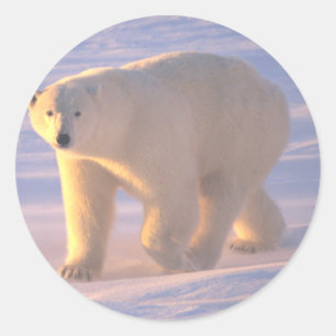 Pegatina Redonda Mañana 2 del oso polar