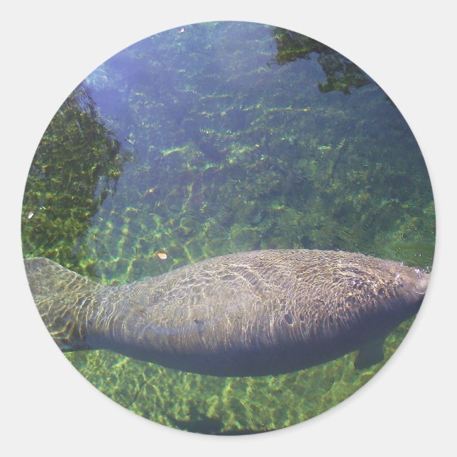Pegatina Redonda Manatee (Anverso)
