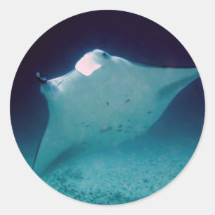 Pegatina Redonda Manta