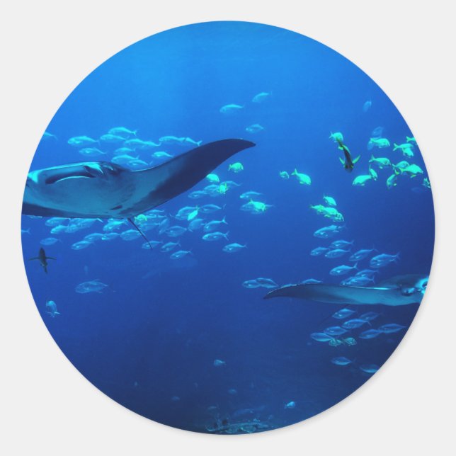 Pegatina Redonda Manta Rays (Anverso)