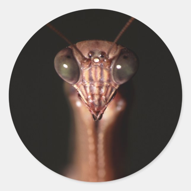 Pegatina Redonda mantis de oración (Anverso)