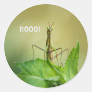 Pegatina Redonda Mantis rezando