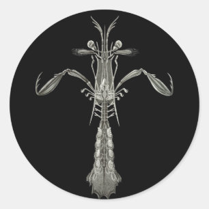 Pegatina Redonda Mantis Shrimp