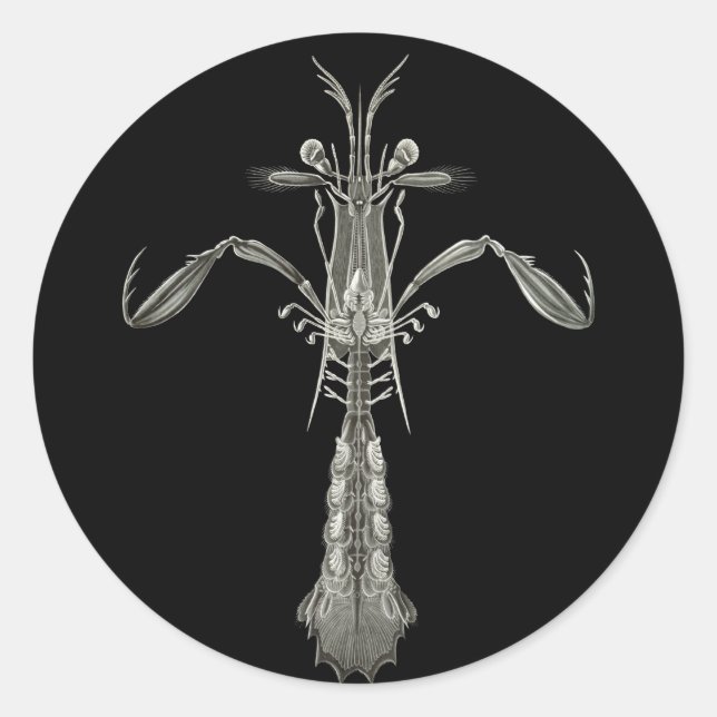 Pegatina Redonda Mantis Shrimp (Anverso)