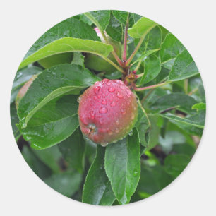 Pegatina Redonda manzana roja fresca en el árbol