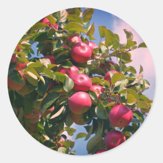 Pegatina Redonda Manzanas En La Naturaleza Del Árbol