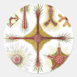 Pegatina Redonda Manzanilla silvestre de Ernst Haeckel, naturaleza