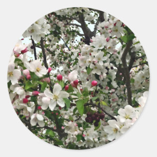Pegatina Redonda Manzano en Flor