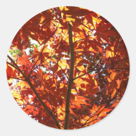 Pegatina Redonda Maple japonés al sol