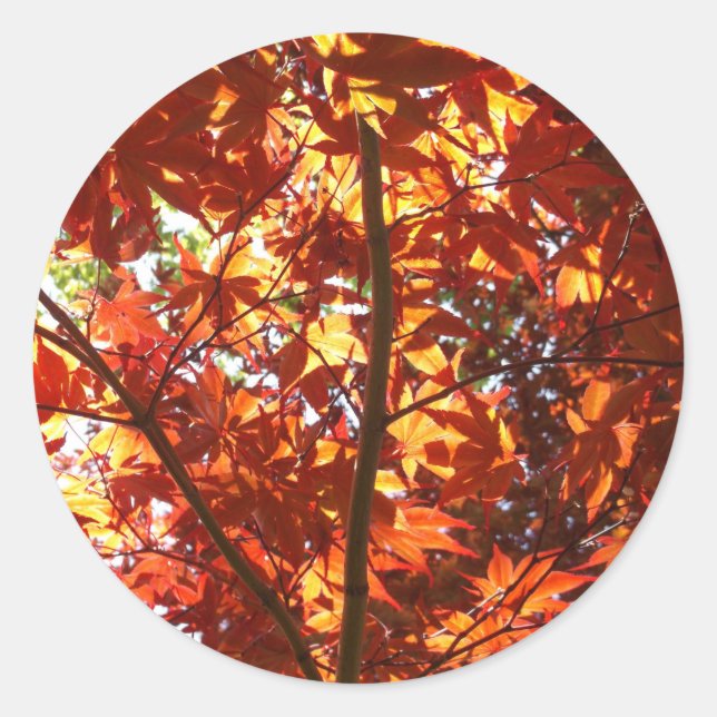 Pegatina Redonda Maple japonés al sol (Anverso)