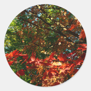 Pegatina Redonda Maple japonés en otoño