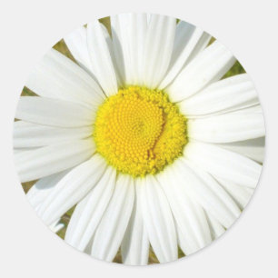 Pegatina Redonda Margarita blanca
