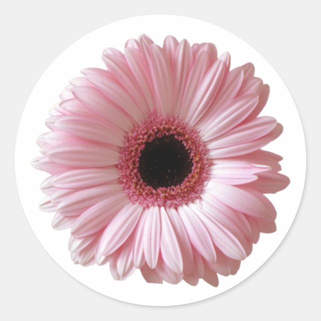 Pegatina Redonda Margarita Gerbera Rosa (Anverso)