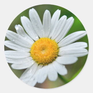 Pegatina Redonda Marguerite-wild-flower426 WILDFLOWERS DAISY SPRIN