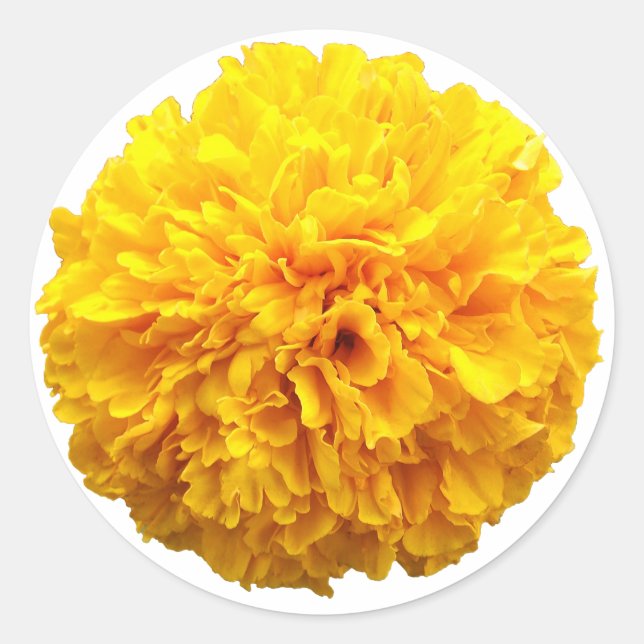 Pegatina Redonda Marigold (Anverso)