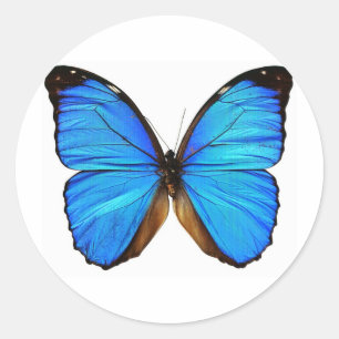 Pegatina Redonda Mariposa