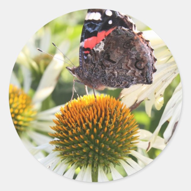 Pegatina Redonda Mariposa almirante en la flor (Anverso)