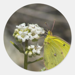 Pegatina Redonda Mariposa amarilla