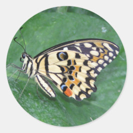 Pegatina Redonda Mariposa amarilla negra y blanca en hojas