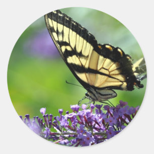 Pegatina Redonda Mariposa amarilla y negra en Lavender