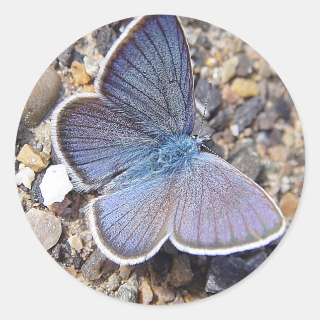 Pegatina Redonda Mariposa azul claro (Anverso)