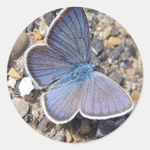 Pegatina Redonda Mariposa azul claro