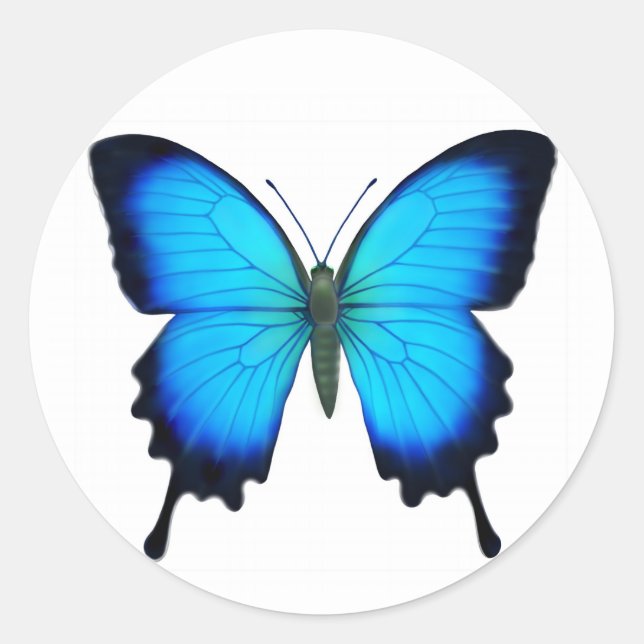 Pegatina Redonda Mariposa azul de Papilio Ulises (Anverso)