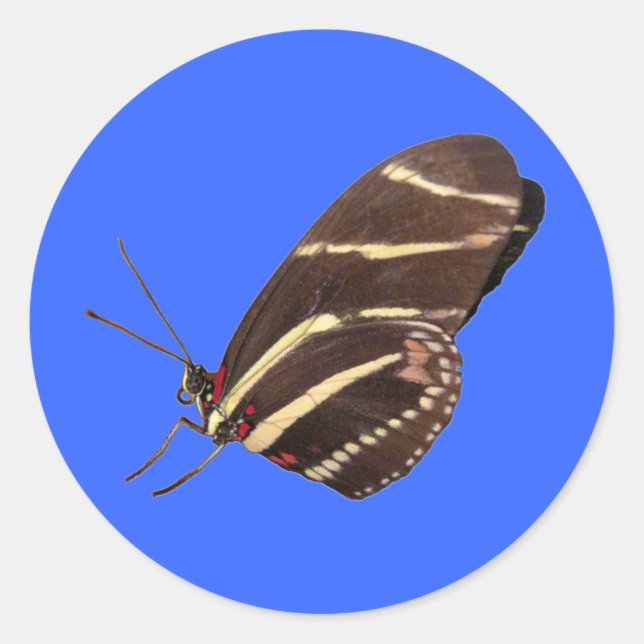 Pegatina Redonda Mariposa cebra de Florida (Anverso)