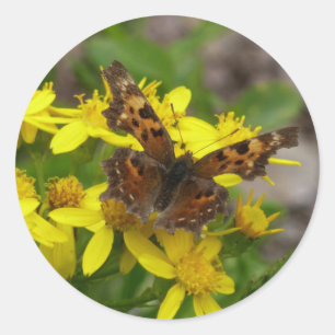 Pegatina Redonda Mariposa Coma en el Parque Nacional Glacier