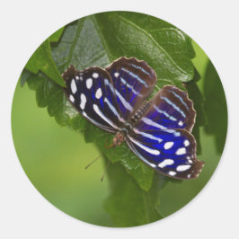 Pegatina Redonda Mariposa de ala azul de México