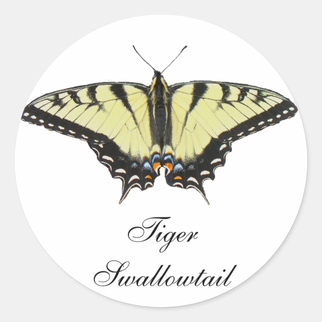 Pegatina Redonda Mariposa de cola cruda (Anverso)