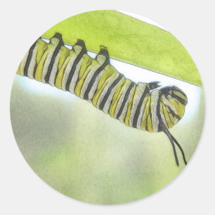 Pegatina Redonda Mariposa de monarca Caterpillar que explora un