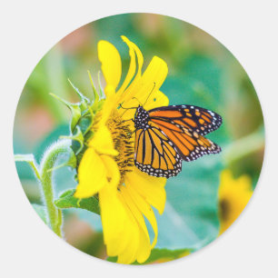 Pegatina Redonda Mariposa en un girasol