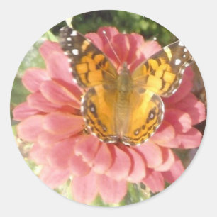 Pegatina Redonda Mariposa en una zinnia rosa