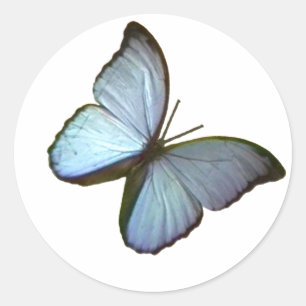 Pegatina Redonda Mariposa Friburgo Alemania Azul 45 grados El MUSEO
